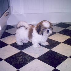 Shih tzu Gizmo