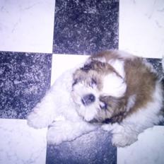 Shih tzu Gizmo