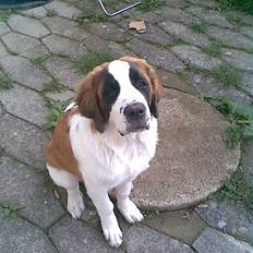 Sankt bernhardshund sasha
