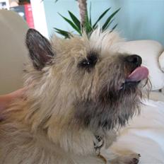 Cairn terrier ^~*# Gizmo #*~^ (*R.I.P*)