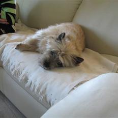 Cairn terrier ^~*# Gizmo #*~^ (*R.I.P*)