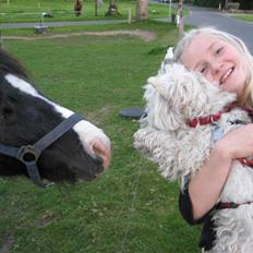 West highland white terrier Sjoske † Døde 7/9 2009†  