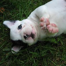 Fransk bulldog Josie R.I.P