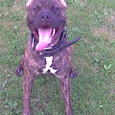 Amerikansk staffordshire terrier junior