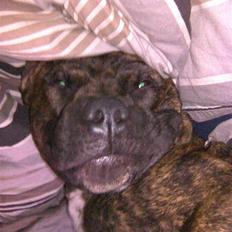 Amerikansk staffordshire terrier junior