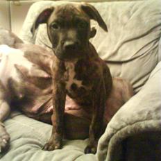 Amerikansk staffordshire terrier junior