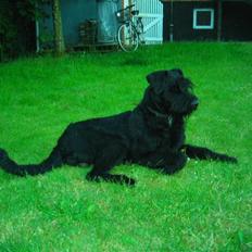 Riesenschnauzer la-riesen nasty