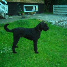 Riesenschnauzer la-riesen nasty