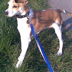 Blanding af racer Sonne