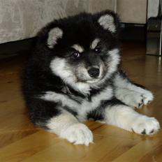 Finsk lapphund Leijona Aila Mille
