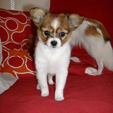 Blanding af racer Alma