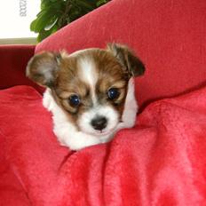 Blanding af racer Alma