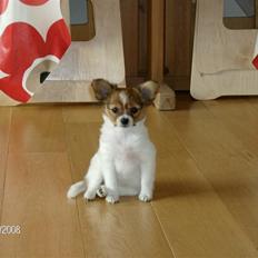 Blanding af racer Alma