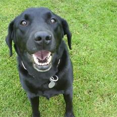 Labrador retriever Bubber R.I.P.