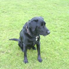 Labrador retriever Bubber R.I.P.