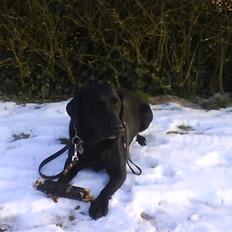 Labrador retriever Bubber R.I.P.