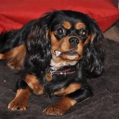 Cavalier king charles spaniel - Bella