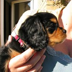Cavalier king charles spaniel - Bella
