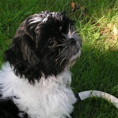 Shih tzu Fifi