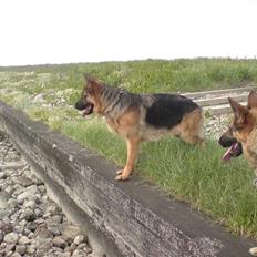 Schæferhund Janki Zarko R.I.P