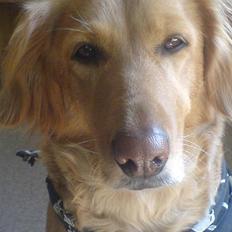 Blanding af racer Trixi