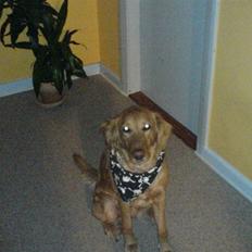 Blanding af racer Trixi