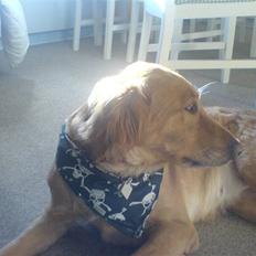 Blanding af racer Trixi