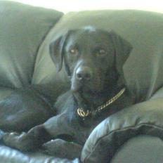 Blanding af racer Eddie