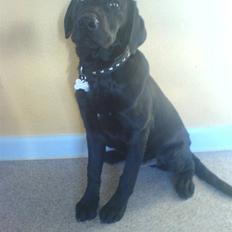 Blanding af racer Eddie