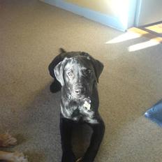 Blanding af racer Eddie