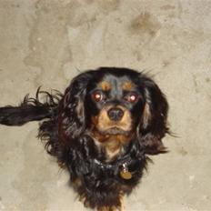 Cavalier king charles spaniel Fifi's Eko