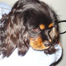 Cavalier king charles spaniel Fifi's Eko