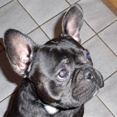 Fransk bulldog Møffe