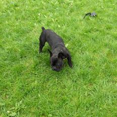 Fransk bulldog Møffe