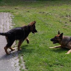 Schæferhund Kouran ...død 01-06-10