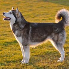 Alaskan malamute Atka