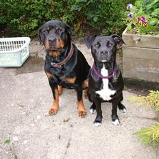 Blanding af racer Snif RIP