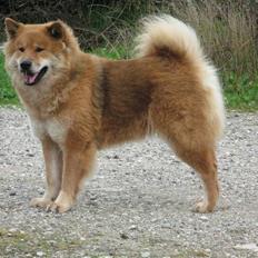 Eurasier alhpa<3