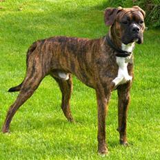 Blanding af racer Tiger