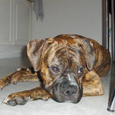 Blanding af racer Tiger