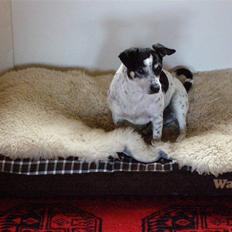 Dansk svensk gaardhund BULLER RIP 2009