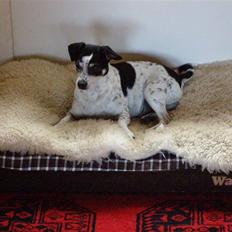 Dansk svensk gaardhund BULLER RIP 2009