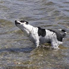 Dansk svensk gaardhund BULLER RIP 2009