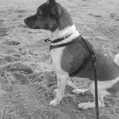 Dansk svensk gaardhund Lucky. RIP! (L)