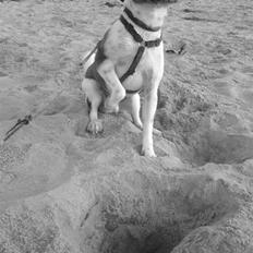 Dansk svensk gaardhund Lucky. RIP! (L)