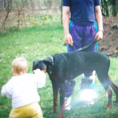 Dobermann †Chaco† min egen :''''/