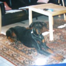 Dobermann †Chaco† min egen :''''/