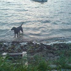 Labrador retriever Sally