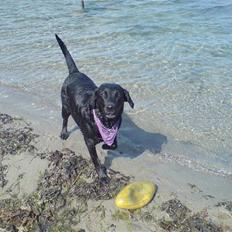 Labrador retriever Sally