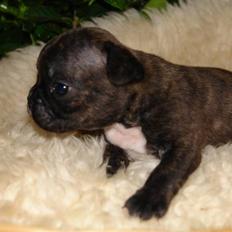 Fransk bulldog Rocko